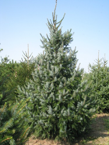 Serbian Spruce